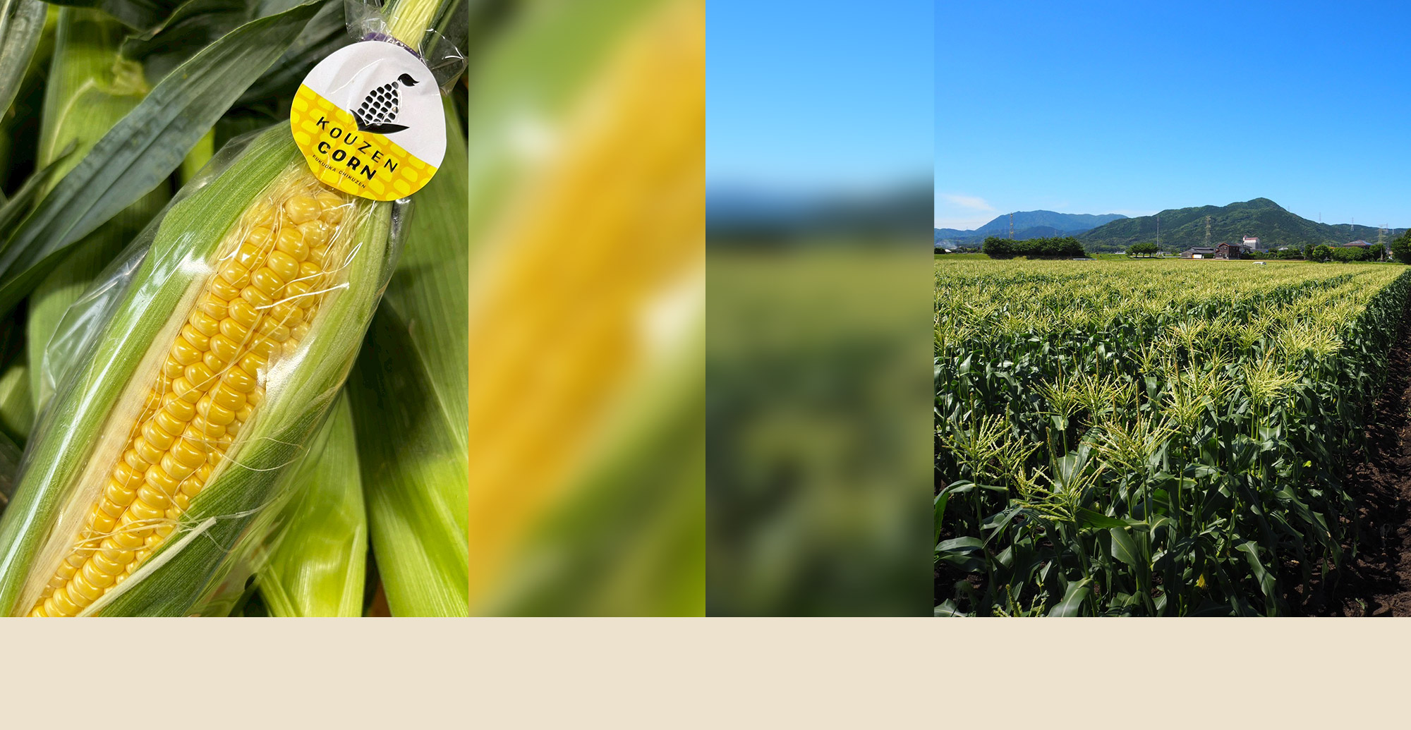 興膳農園 未来に繋がる種をまく