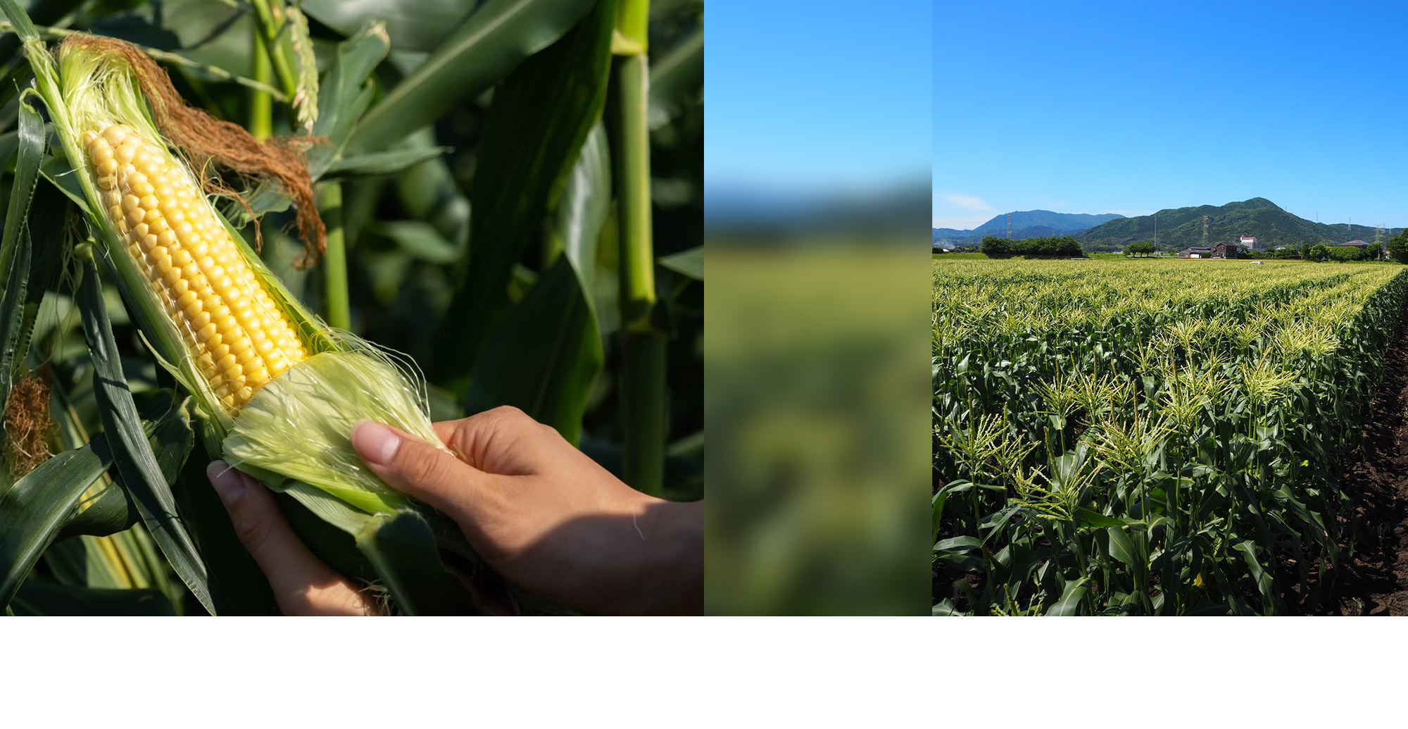 興膳農園 未来に繋がる種をまく