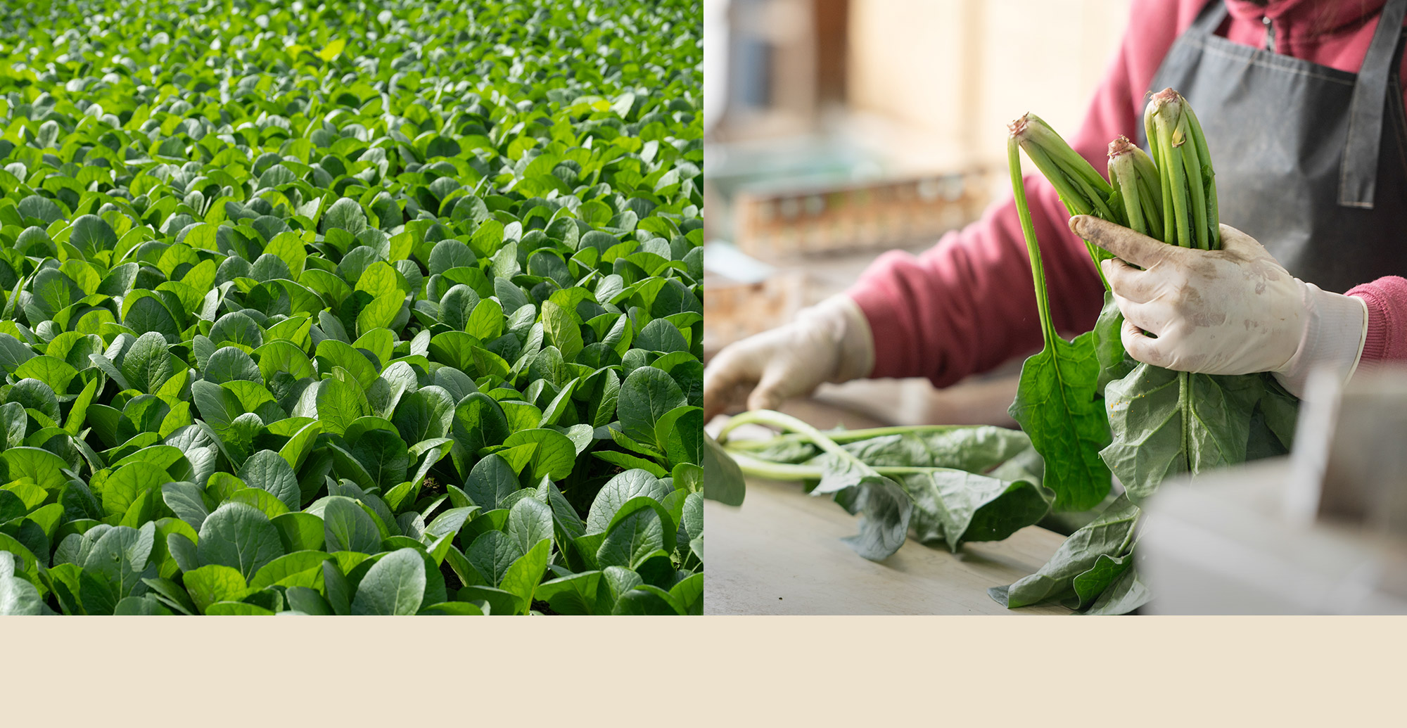 興膳農園 未来に繋がる種をまく