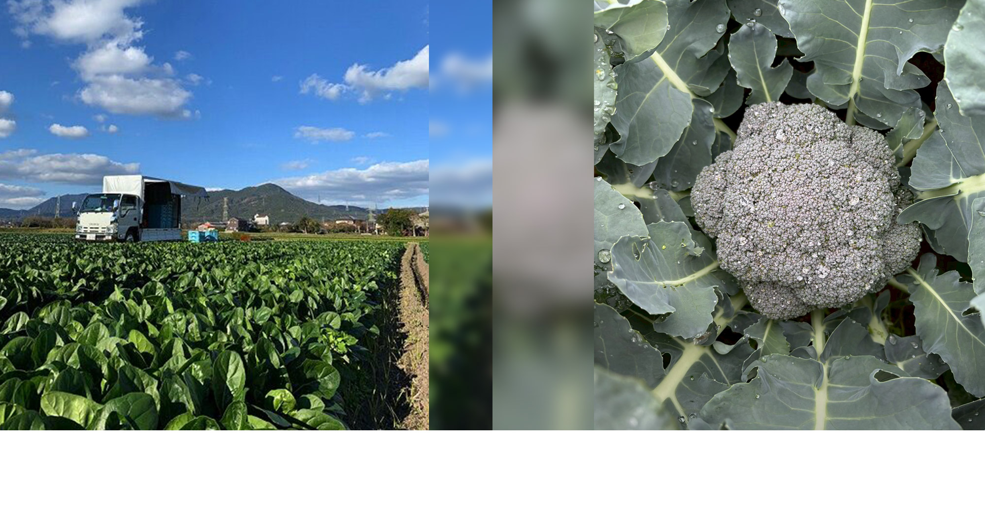 興膳農園 未来に繋がる種をまく