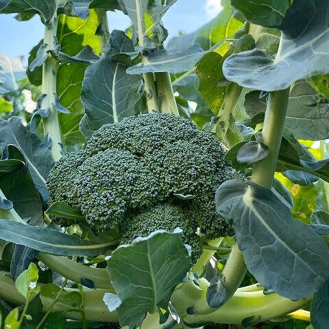 DEFAACAE-B24E-4523-9DE8-9FD209E63BF3