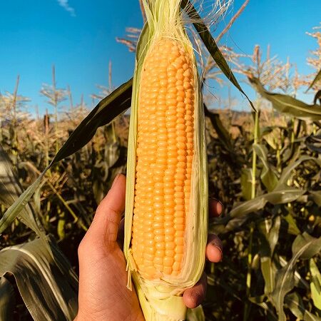 スイートコーン